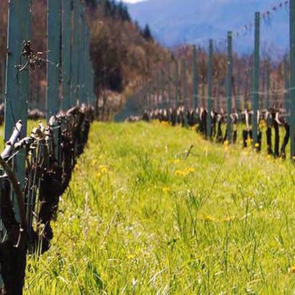 Casteldelpiano Azienda Agricola - Andre Ghigliazza & Sabina Ruffaldi