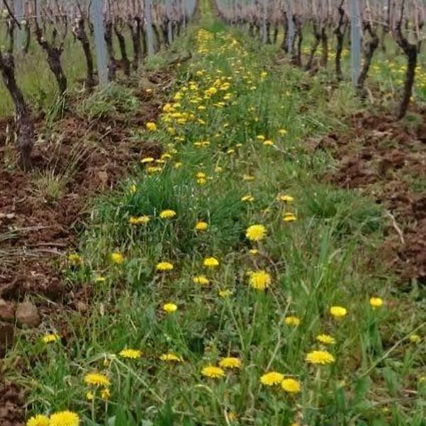Domaine de la Touraize - André-Jean & Héléana Morin