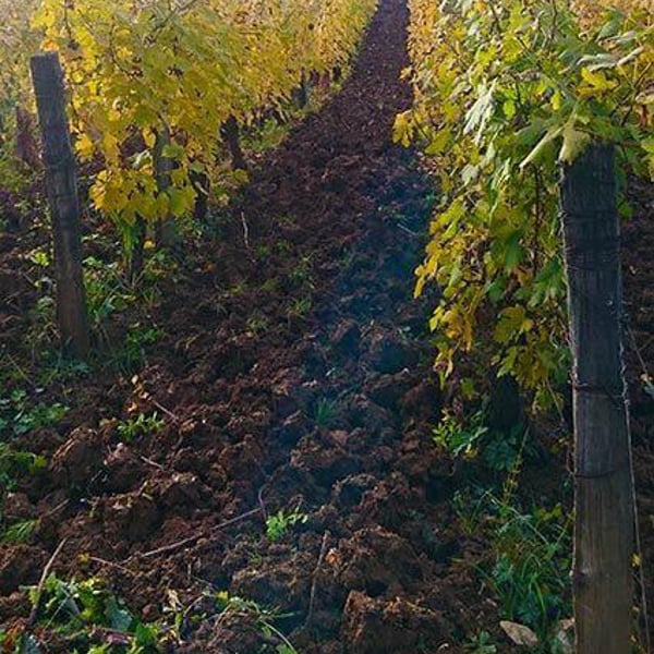 Domaine de la Touraize - André-Jean & Héléana Morin