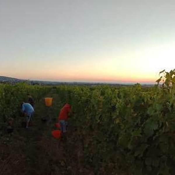 Domaine Kleinknecht - André Kleinknecht
