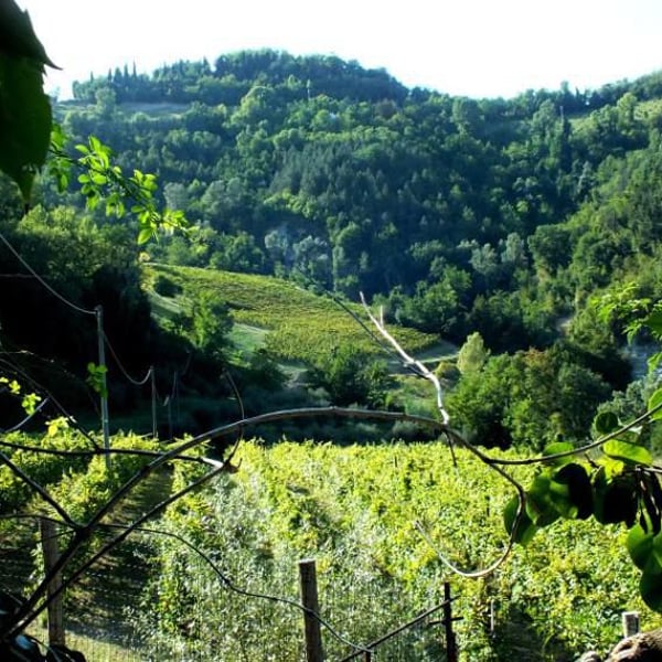 Azienda Agricola Bragagni Andrea - Andrea Bragagni