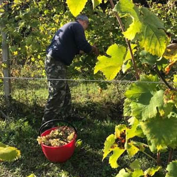 Azienda Agricola Bragagni Andrea - Andrea Bragagni