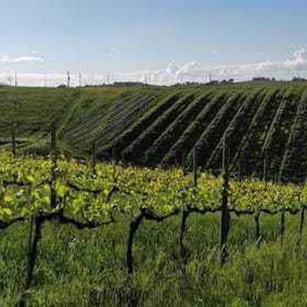 Podere Cervarola - Andrea Della Casa