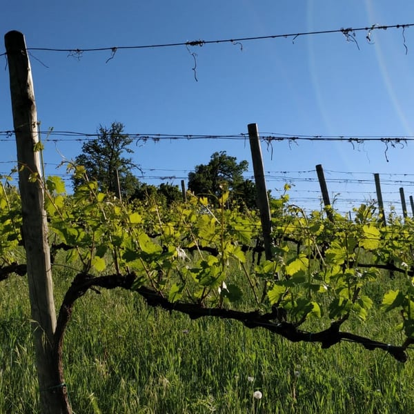 Podere Cervarola - Andrea Della Casa