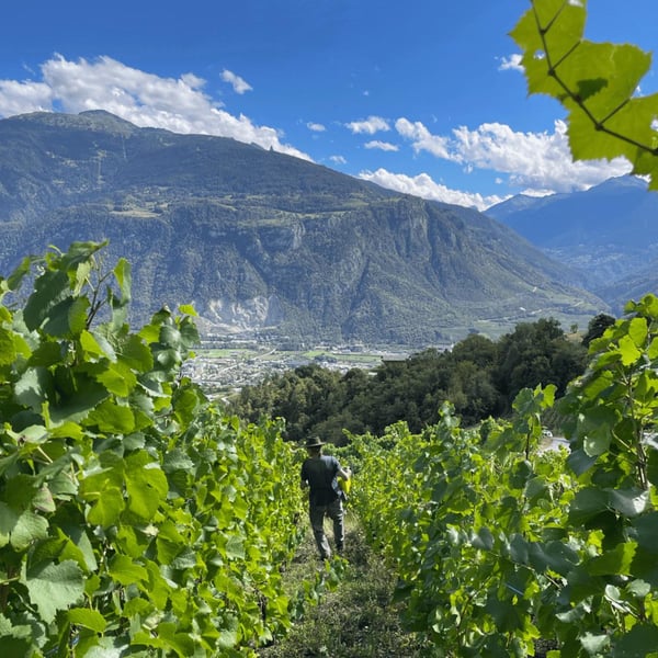 Domaine de Chèrouche - Andrea Grossmann & Marc Balzan