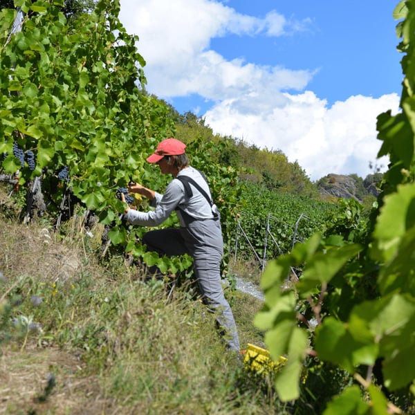 Domaine de Chèrouche - Andrea Grossmann & Marc Balzan