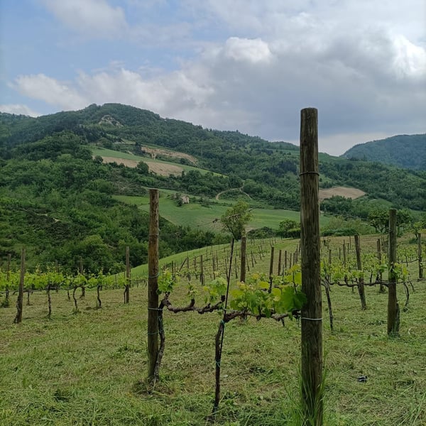 Andrea Peradotto