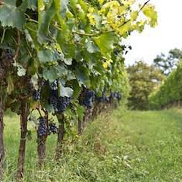 Podere della Bruciata - Andrea Rossi