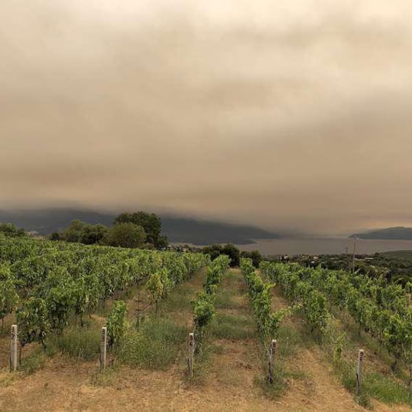 Patistis Wines - Andreas Patistis