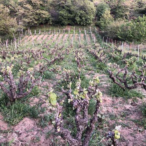 Patistis Wines - Andreas Patistis