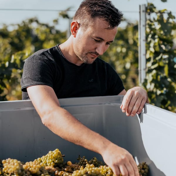 Ziniel Wine - Andreas Ziniel