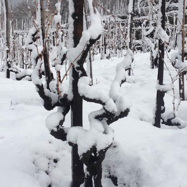 Vino di Anna - Anna Martens & Eric Narioo