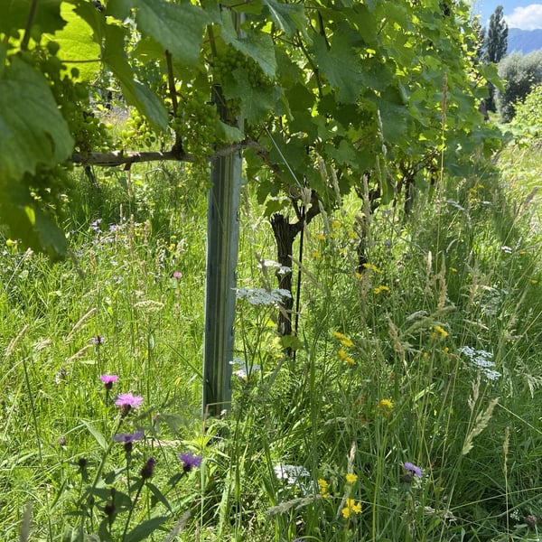 Manimatte Azienda Agricola - Anna Maspoli & Luca Locatelli