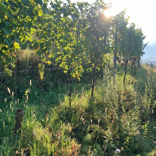 Manimatte Azienda Agricola - Anna Maspoli & Luca Locatelli