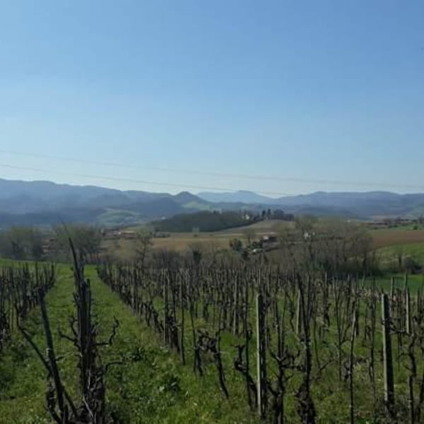 Orto del Vicino - Anna Pirani & Leonardo Gabellini
