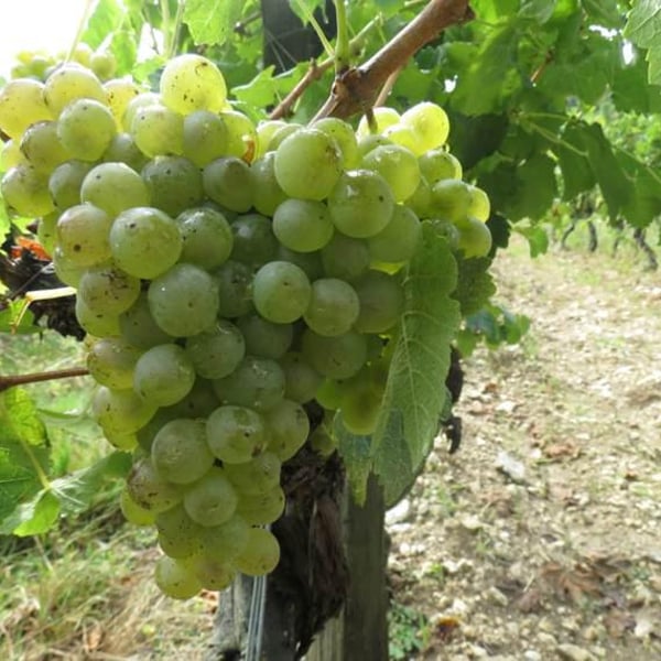 Domaine de l'Accalmie - Anne-Camille Boucher