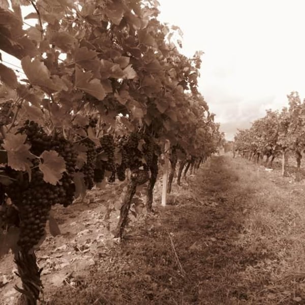 Domaine de l'Accalmie - Anne-Camille Boucher