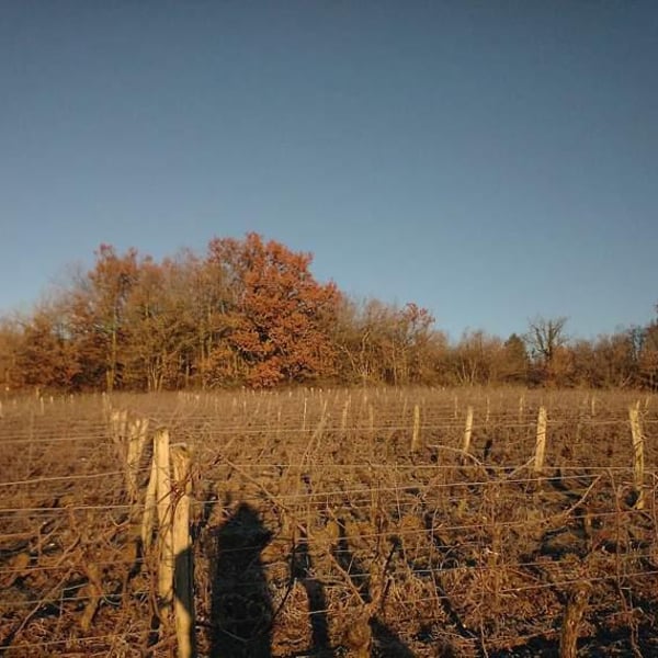 Domaine de l'Accalmie - Anne-Camille Boucher