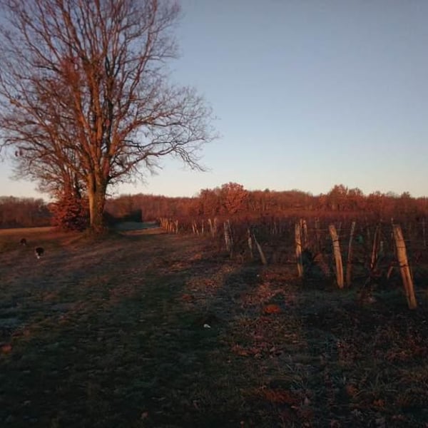 Domaine de l'Accalmie - Anne-Camille Boucher
