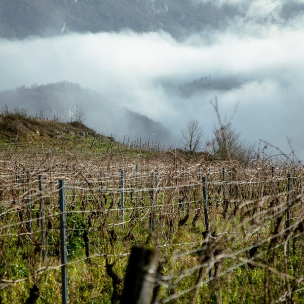 Domaine de Lucey - Anne Cécile Pflieger & Erwan Buchwalter
