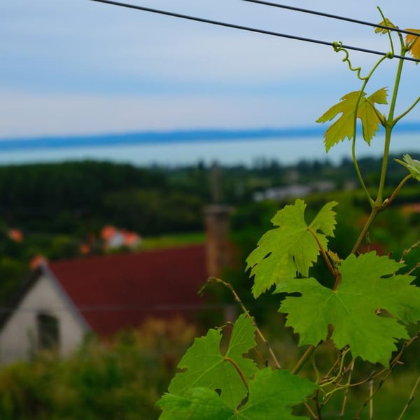 Naga Wines - Antal Lepold and Bianka Borbély (Closed)