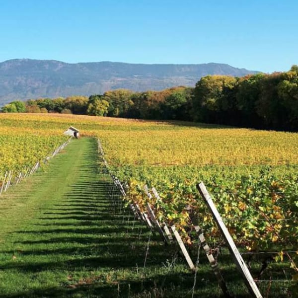 Domaine du Chambet - Anthony Fonjallaz