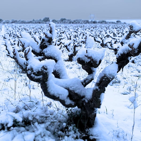 Domaine du Brusquié - Blandine Ruelle & Anthony Gasser