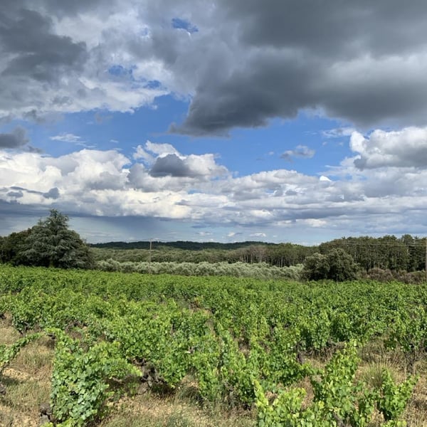 Domaine du Brusquié - Blandine Ruelle & Anthony Gasser