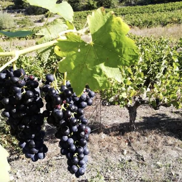 Domaine Delahaye - Antoine Delahaye