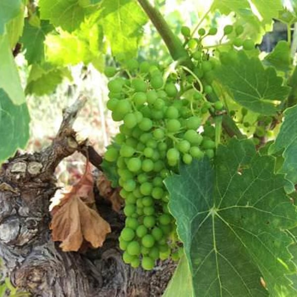 Domaine Delahaye - Antoine Delahaye