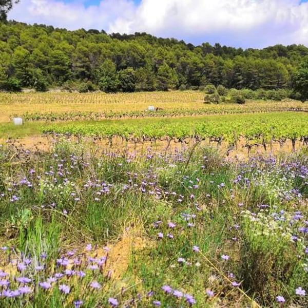 Domaine Delahaye - Antoine Delahaye