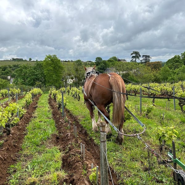 Domaine Clos de l’Epinay - Antoine Labrosse et Henri Bruneau