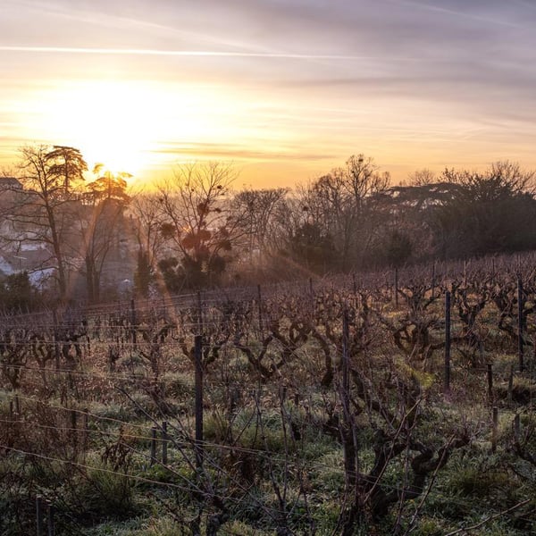 Domaine Clos de l’Epinay - Antoine Labrosse et Henri Bruneau
