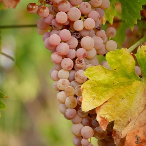 Fattoria La Maliosa - Antonella Manuli