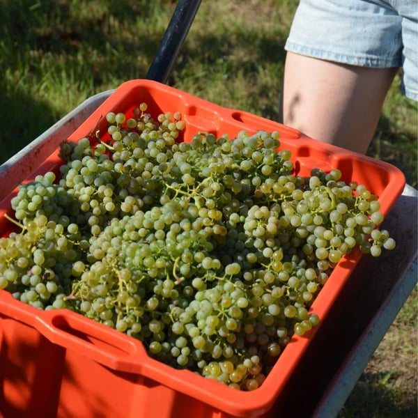 Weingut Florian Herzog - Florian Herzog