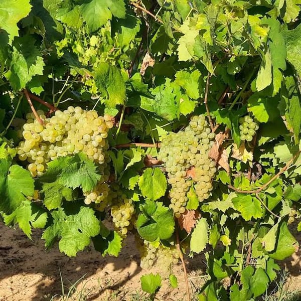 Azienda Asta Antonino - Antonino Asta