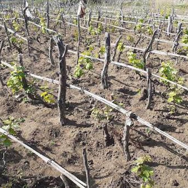 Azienda Agricola Ancestrale - Antonino Caravaglio & Giuseppe Mascoli