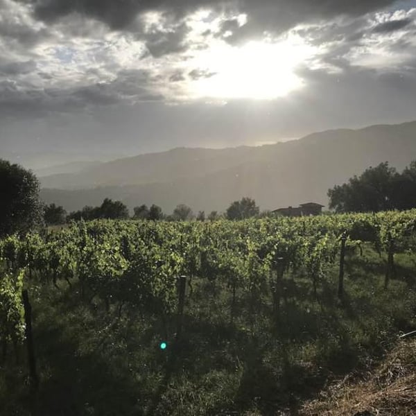 Azienda Agricola Nicola Bianco - Antonio Bianco