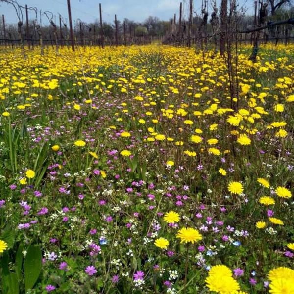 Vigne Del Pellagroso - Antonio Camazzola