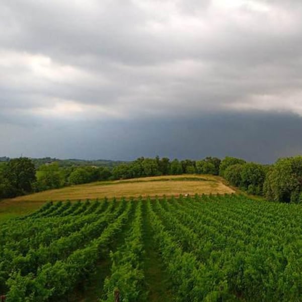 Vigne Del Pellagroso - Antonio Camazzola