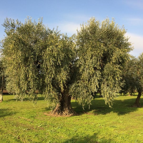 Tenuta Demaio - Antonio Demaio