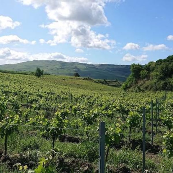 Azienda Agricola Gaudioso - Antonio & Rosa Gaudioso