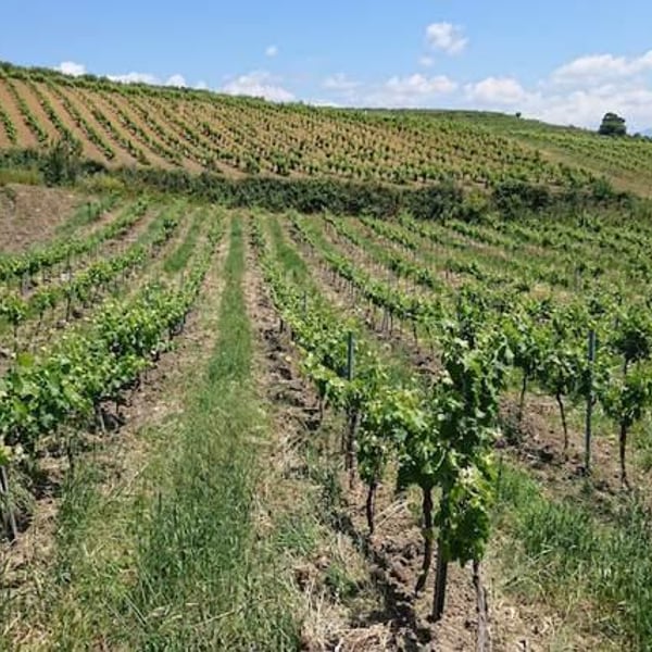 Azienda Agricola Gaudioso - Antonio & Rosa Gaudioso