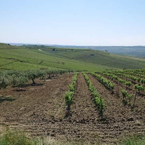 Azienda Agricola Gaudioso - Antonio & Rosa Gaudioso