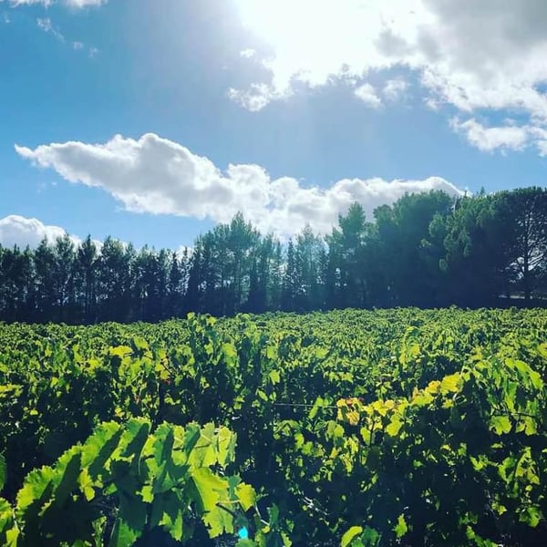 Azienda Agricola Gaudioso - Antonio & Rosa Gaudioso