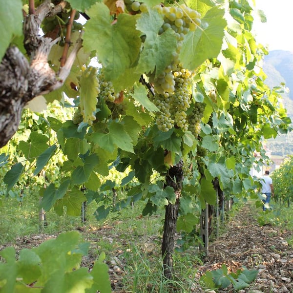 Società Agricola Terrae Laboriae - Angelo Iannotti, Antonio Sauchella