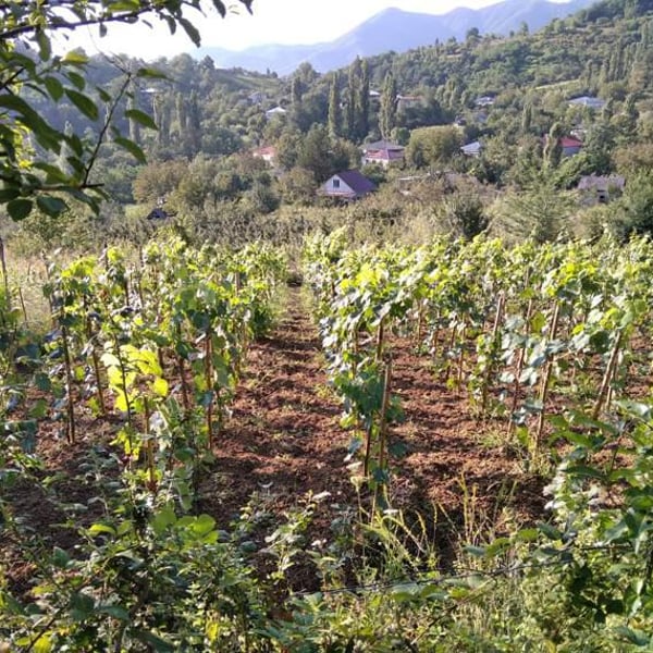 Archil Guniava Wine Cellar - Archil Guniava
