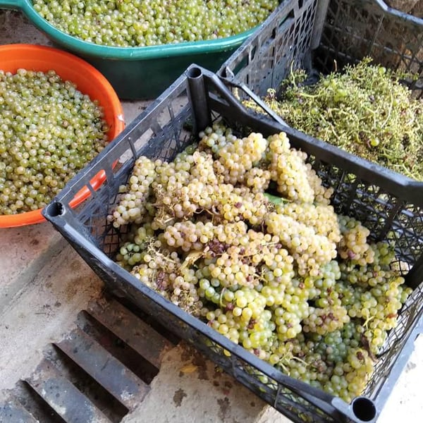 Archil Guniava Wine Cellar - Archil Guniava