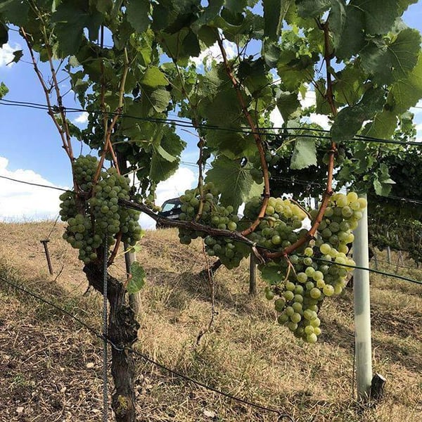 Azienda Agricola Arianna Occhipinti - Arianna Occhipinti