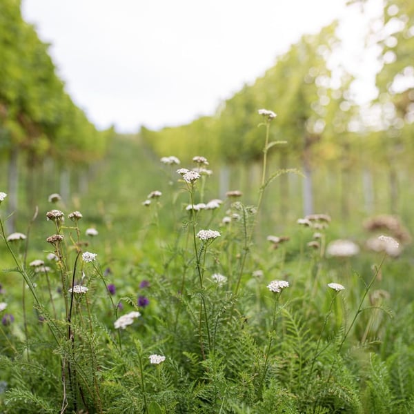 Armin Kienesberger – Biodynamischer Weinbau - Armin Kienesberger